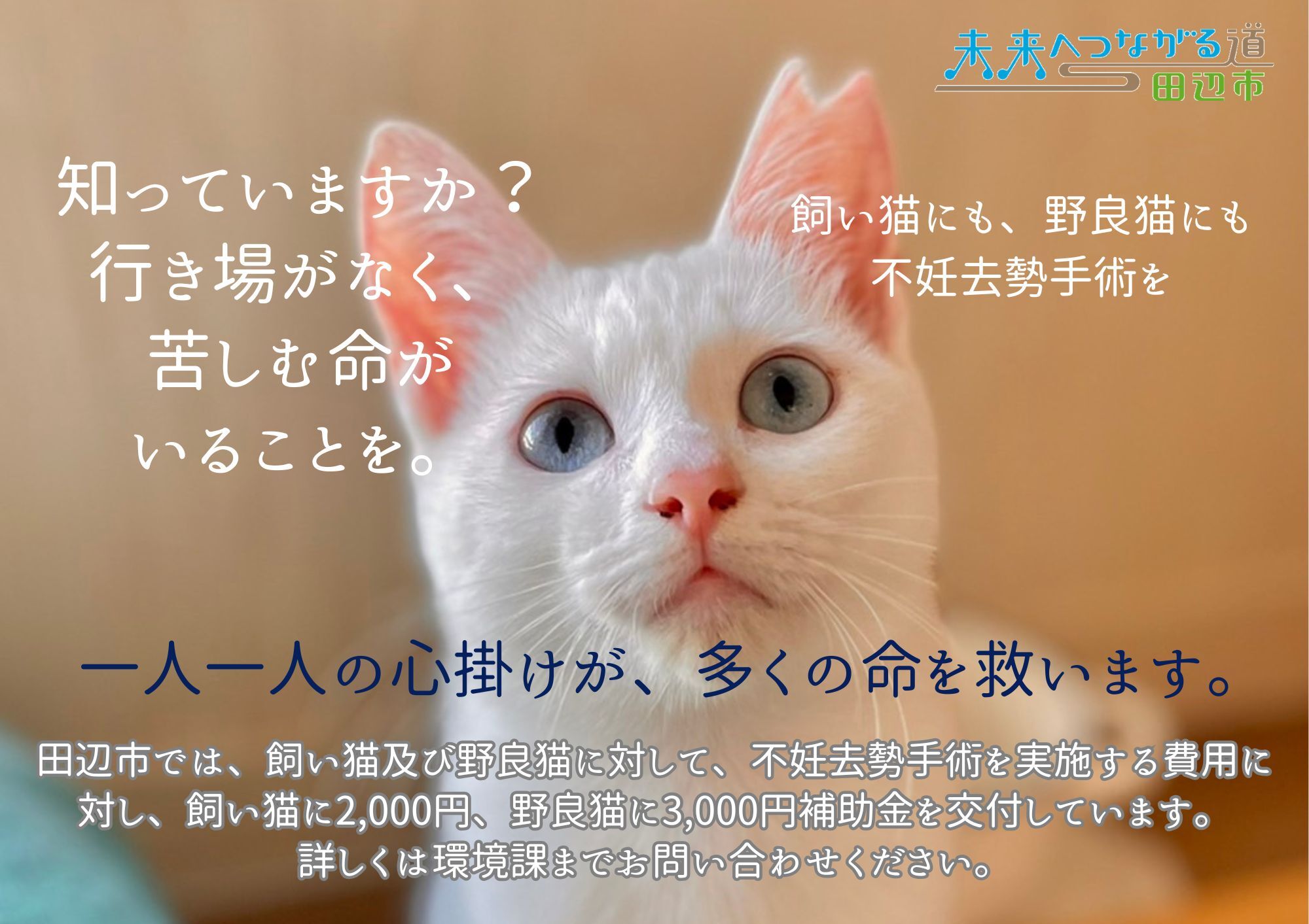 猫がこっちを見ている様子