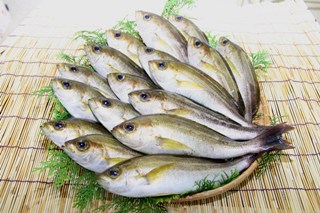 木の容器に乗せている大量のイサギを正面から映している写真