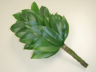 花木を正面から写している写真