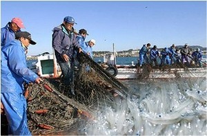 漁師たちが青い防水服で協力し、網に入った大量の透明で細長い海産物を引き上げる漁船の写真