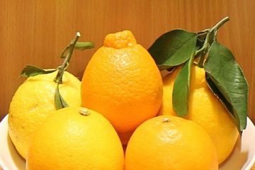 お皿に乗った柑橘類が5個並んでいる写真