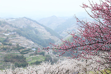 手前に濃いピンクの梅・中腹に白い梅・奥に大きな山々が見える高所からの写真