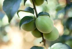 梅の木の枝に、緑色をした丸い梅の実が数個なっている写真