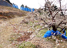 ピンクの花が咲いた木が1本生えている写真