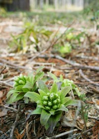 地面から生えているふきのとうの写真