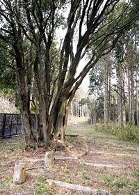 1箇所に木が密集して生えている写真