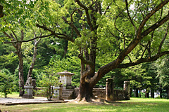 近くに緑色の樹木が見えて石造の階段が見える写真