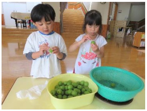 園児が梅シロップを作っている写真