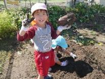 お芋ほりを楽しむ園児