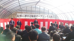 田辺梅林