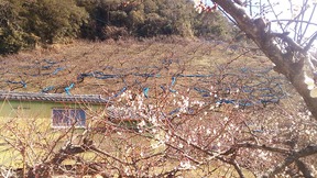田辺梅林