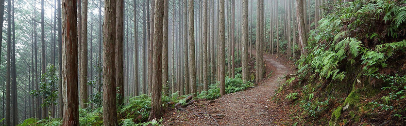 世界遺産熊野古道