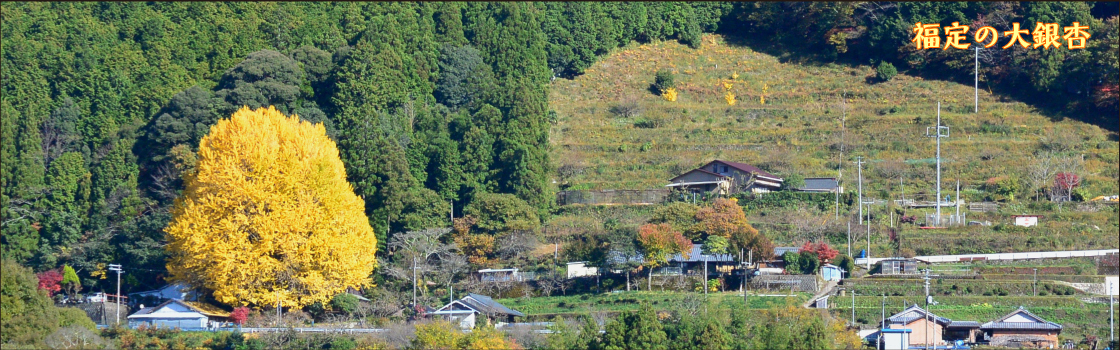 福定の大銀杏
