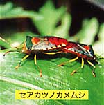 セアカツノカメムシ