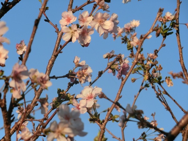 「秋の早とちり桜」　上田菜月