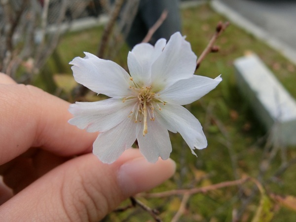 「桃色に美しく咲いた桜」 中井千晴