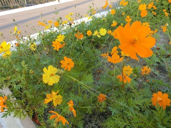 「きれいな花」 中島若菜