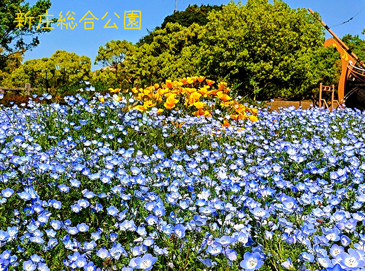 新庄総合公園に咲くオオイヌノフグリの写真