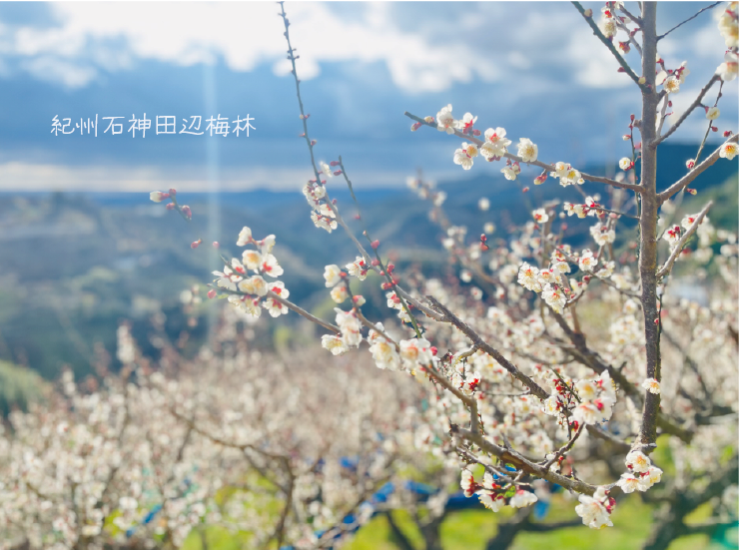 紀州石神田辺梅林 田辺観光協会ホームページへ