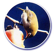 野鳥のメジロが枝にとまり枝についた実をついばんでいる写真