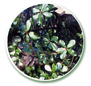 うめばがしの木に綺麗な葉が生い茂っている写真