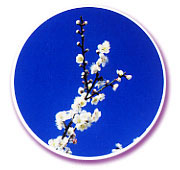 枝に花をつけている梅の木の写真