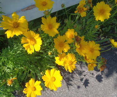 小さな黄色い花を咲かせているオオキンケイギクの写真