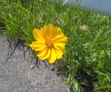 黄色い花びらの先端がギザギザしていて、花の中央部分が花びらより少し濃い黄橙色をしたオオキンケイギクの写真