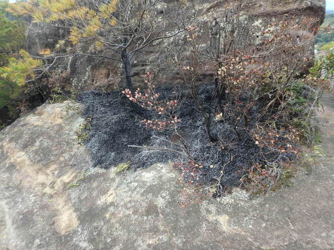 下草が燃え、黒く炭化した地面が見えるひき岩群第2展望台付近の写真