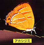 大きな橙色の羽が特徴的なアカシジミの写真