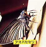 植物にとまっているアオバセセリの写真