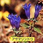 濃い青色をした花弁のアサマリンドウの写真