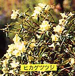 小さく白い花を咲かせたヒカゲツツジの写真