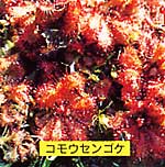 ひき岩周辺で観察できるコモウセンゴケの写真