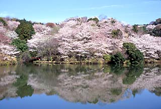 水面に満開の桜がきれいに映り込んで2枚絵のようになっている岩口池と桜の写真