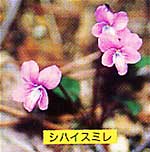 ピンク色の花をしたシハイスミレの写真