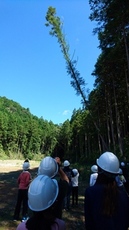 白いヘルメットを着けた人々が倒れゆく大木を見上げている写真