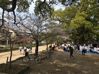公園の桜の木の下で多くの人が集まっている写真