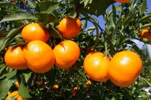 木に実った、たくさんのみかんの写真