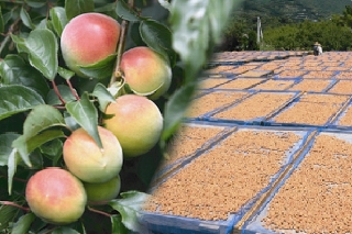 木になっている梅と天日干しされているたくさんの梅の写真