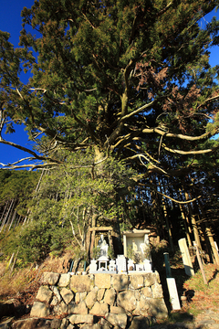 石垣の上の祠あたりから伸びた杉の木の写真