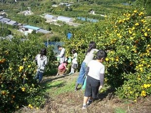 山の斜面にあるみかん畑でみかん狩りをしている子どもたちの写真