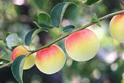 たわわに実った赤と緑色が鮮やかな梅の実のクローズアップ写真