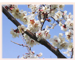 青空をバックに咲きほこる梅の花の画像