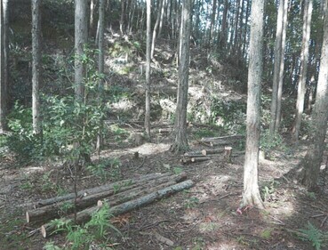 立ち並んだ木々と、間伐されて横たわっている丸太の写真