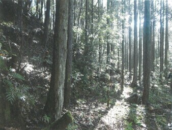 山の斜面に木が立ち並んでいて、奥から光が差し込んでいる写真