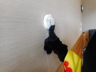 カラスのキャラクター着ぐるみの指先が壁に設置された火災報知器の点検ボタンを押す手元のアップの写真