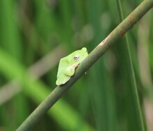一匹の緑色のカエルが木の枝にとまっている写真