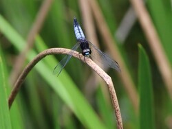 一匹の黒と白の胴体のトンボが木の枝にとまっている写真