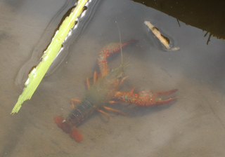 水の底に生息するアメリカザリガニを真上から撮った写真